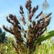 sorgo