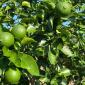 limon